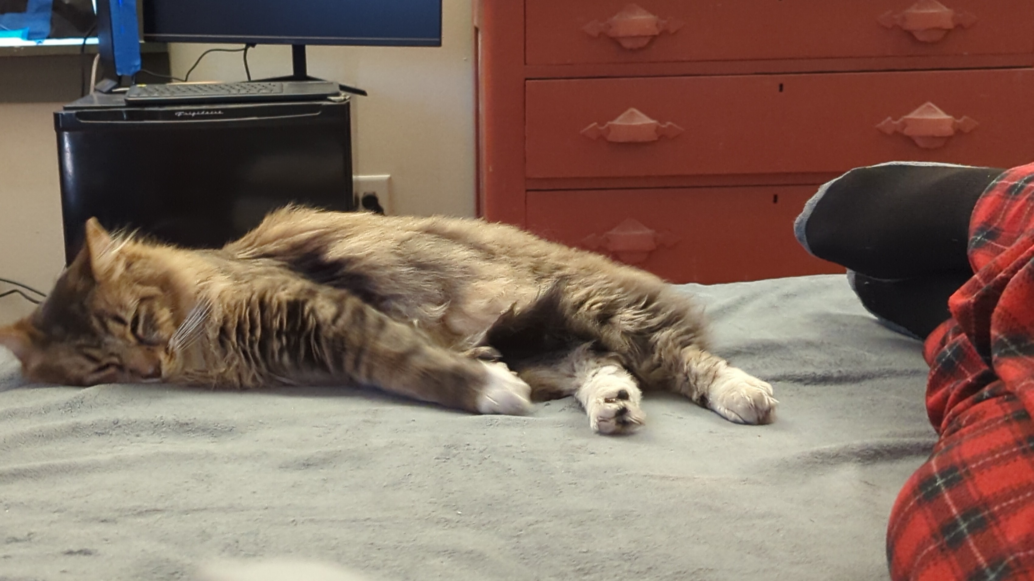 Picture of Socks the cat